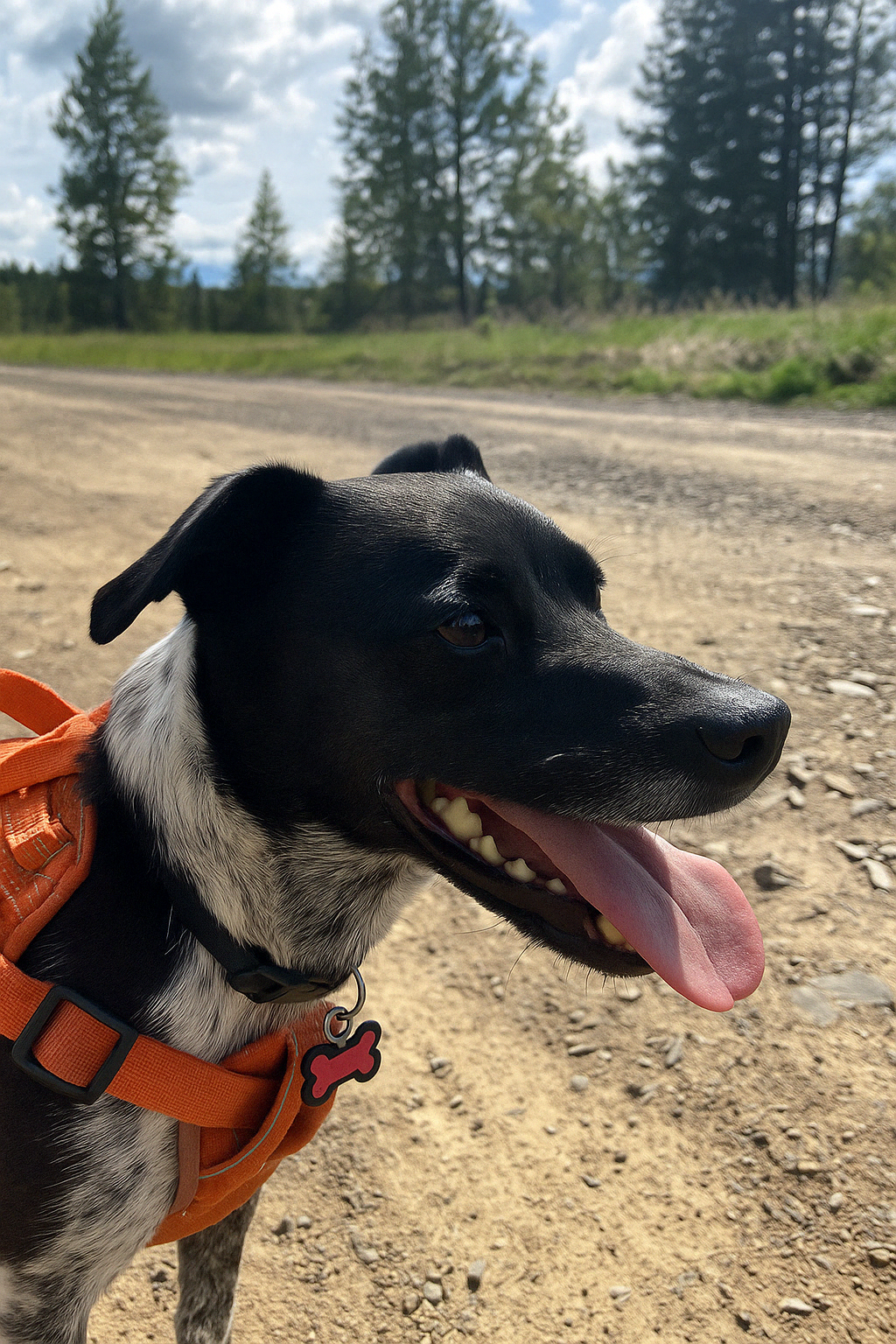 Finn